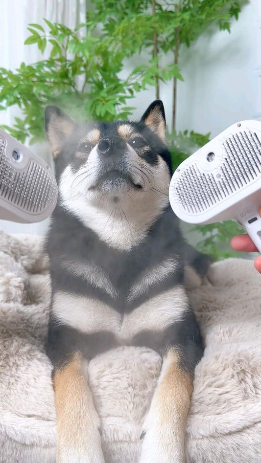 How to Turn Grooming Time Into Bonding Time: A 5-Minute Daily Routine